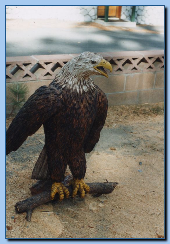 2-40 eagle, perched-archive-0020